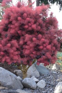 Royal Purple Smoke Tree (Smokebush) - Cotinus Coggygria - 1 Gallon Pot -Plant Lover House Shop Smoke Tree Royal Purple 12 3