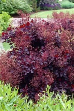 Royal Purple Smoke Tree (Smokebush) - Cotinus Coggygria - 1 Gallon Pot -Plant Lover House Shop Smoke Tree Royal Purple 23 2