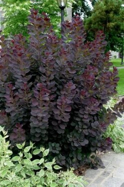 Royal Purple Smoke Tree (Smokebush) - Cotinus Coggygria - 3 Gallon Pot -Plant Lover House Shop Smoke Tree Royal Purple 25 1