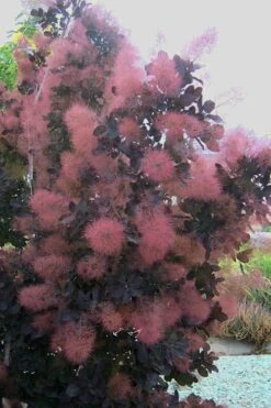 Royal Purple Smoke Tree (Smokebush) - Cotinus Coggygria - 2 Gallon Pot -Plant Lover House Shop Smoke Tree Royal Purple 28 4