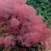 Royal Purple Smoke Tree (Smokebush) - 5 Gallon Pot -Plant Lover House Shop Smoke Tree Royal Purple 29