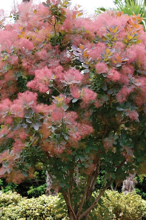 Grace Pink Flowering Smoke Tree - 1 Gallon Pot 9 Grace Pink Flowering Smoke Tree - 1 Gallon Pot - Image 7
