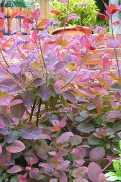 Grace Pink Flowering Smoke Tree - 1 Gallon Pot 17 Grace Pink Flowering Smoke Tree - 1 Gallon Pot -Plant Lover House Shop Smoketree Grace 3