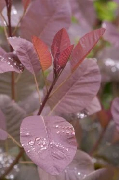 Grace Pink Flowering Smoke Tree - 1 Gallon Pot 14 Grace Pink Flowering Smoke Tree - 1 Gallon Pot -Plant Lover House Shop Smoketree Grace 4