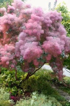 Grace Pink Flowering Smoke Tree - 1 Gallon Pot 13 Grace Pink Flowering Smoke Tree - 1 Gallon Pot -Plant Lover House Shop Smoketree Grace 9