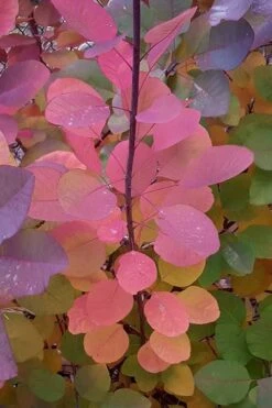 Grace Pink Flowering Smoke Tree - 1 Gallon Pot 15 Grace Pink Flowering Smoke Tree - 1 Gallon Pot -Plant Lover House Shop Smoketree Grace Fall Color 5