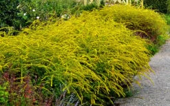 Fireworks Goldenrod (Solidago) - 6 Pack Of 1 Gallon Pots -Plant Lover House Shop Solidag Fireworks 10