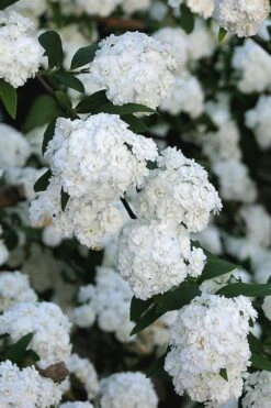 Double Reeves Bridal Wreath Spirea - 1 Gallon Pot -Plant Lover House Shop Spirea Double Reeves 2