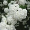 Double Reeves Bridal Wreath Spirea - 1 Gallon Pot -Plant Lover House Shop Spirea Double Reeves 3