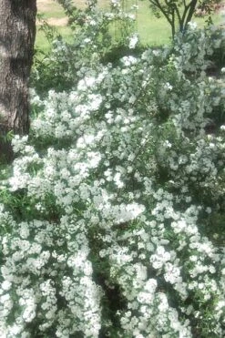 Double Reeves Bridal Wreath Spirea - 1 Gallon Pot -Plant Lover House Shop Spirea Double Reeves 4