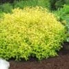 Gold Mound Spirea - 3 Gallon Pot -Plant Lover House Shop Spirea Gold Mound 2 500x750 1