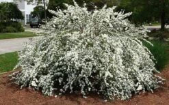 Double Reeves Bridal Wreath Spirea - 1 Gallon Pot -Plant Lover House Shop Spirea Reeves 7