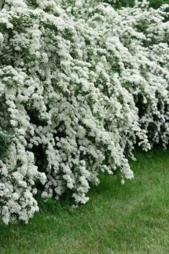 Double Reeves Bridal Wreath Spirea - 1 Gallon Pot -Plant Lover House Shop Spirea Reeves 8