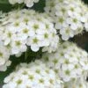 Reeves Bridal Wreath Spirea - 1 Gallon Pot 2 Reeves Bridal Wreath Spirea - 1 Gallon Pot -Plant Lover House Shop Spirea Reeves 9