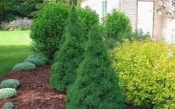 Dwarf Alberta Spruce - 3 Gallon Pot -Plant Lover House Shop Spruce Dwarf Alberta 2