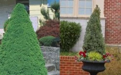 Dwarf Alberta Spruce - 1 Gallon Pot 13 Dwarf Alberta Spruce - 1 Gallon Pot -Plant Lover House Shop Spruce Dwarf Alberta 3 1