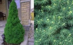 Dwarf Alberta Spruce - 3 Gallon Pot -Plant Lover House Shop Spruce Dwarf Alberta 4