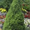 Dwarf Alberta Spruce - 3 Gallon Pot -Plant Lover House Shop Spruce Dwarf Alberta Picea 500x750 1