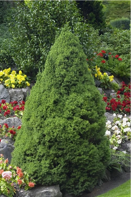 Dwarf Alberta Spruce - 1 Gallon Pot 3 Dwarf Alberta Spruce - 1 Gallon Pot