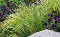 Golden Variegated Sweet Flag - Acorus Gramineus 'Oborozuki' - 18 Count Flats Of Pint Pots 9 Golden Variegated Sweet Flag - Acorus Gramineus 'Oborozuki' - 18 Count Flats Of Pint Pots -Plant Lover House Shop Sweet Flag Variegated 2