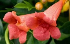 Madame Galen Trumpet Vine - 2 Pack Of Quart Pots -Plant Lover House Shop Trumpet Vine Madame Galen Flowers