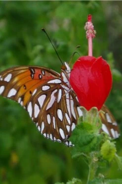 Turk's Cap Mallow - Malvaviscus Drummondii - 1 Gallon Pot -Plant Lover House Shop Turks Cap 5