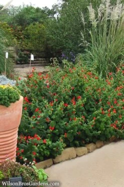 Turk's Cap Mallow - Malvaviscus Drummondii - 1 Gallon Pot -Plant Lover House Shop Turks Cap 7
