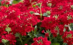 EnduraScape Red Verbena - 5 Pack Of Pint Pots -Plant Lover House Shop Verbena EnduraScape Red 1