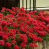 EnduraScape Red Verbena - 10 Pack Of Pint Pots -Plant Lover House Shop Verbena EnduraScape Red 6