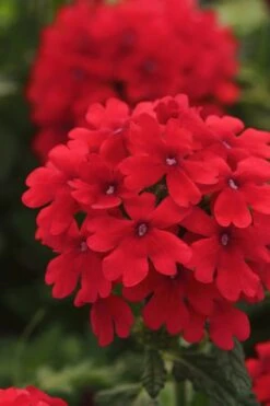 EnduraScape Red Verbena - 5 Pack Of Pint Pots -Plant Lover House Shop Verbena EnduraScape Red 7 1