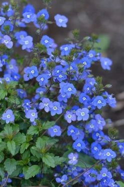 Georgia Blue Veronica Umbrosa - 1 Gallon Pot -Plant Lover House Shop Veronica Georgia Blue 500x750 1
