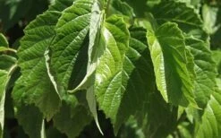 Chicago Luster Arrowwood Viburnum - 3 Gallon Pot -Plant Lover House Shop Viburnum Chicago Luster 1 1