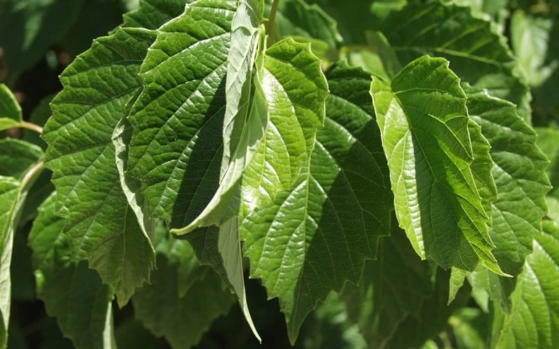 Chicago Luster Arrowwood Viburnum - 1 Gallon Pot 8 Chicago Luster Arrowwood Viburnum - 1 Gallon Pot - Image 6