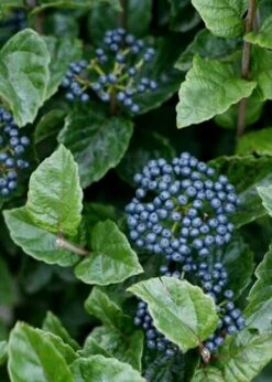 All That Glows Arrowwood Viburnum - 2 Gallon Pot -Plant Lover House Shop Viburnum Chicago Luster 5 1