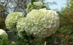 Chinese Snowball Viburnum Bush - 6 Pack Of 1 Gallon Pots 14 Chinese Snowball Viburnum Bush - 6 Pack Of 1 Gallon Pots -Plant Lover House Shop Viburnum Chinese Snowball Bloom Green 3