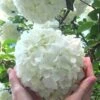 Chinese Snowball Viburnum Bush - 7 Gallon Pot (2-3') 1 Chinese Snowball Viburnum Bush - 7 Gallon Pot (2-3') -Plant Lover House Shop Viburnum Chinese Snowball Rev 500x750 2