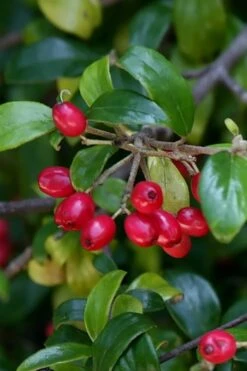 Dwarf Evergreen Snowball Viburnum 'Conoy' - 3 Gallon Pot -Plant Lover House Shop Viburnum Conoy 4