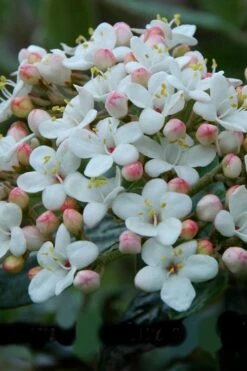 Dwarf Evergreen Snowball Viburnum 'Conoy' - 3 Gallon Pot -Plant Lover House Shop Viburnum Conoy 6