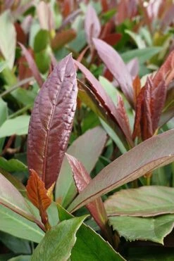 Coppertop Sweet Viburnum - 3 Gallon Pot 9 Coppertop Sweet Viburnum - 3 Gallon Pot -Plant Lover House Shop Viburnum Coppertop 3