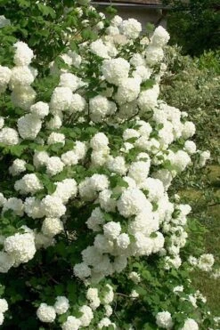 European Snowball Viburnum Bush - 3 Gallon Pot -Plant Lover House Shop Viburnum European Snowball 1