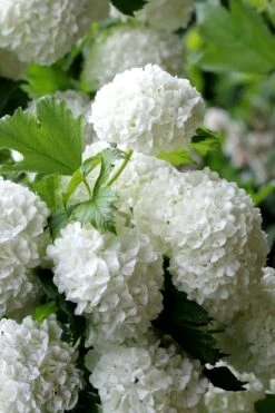 European Snowball Viburnum Bush - 3 Gallon Pot -Plant Lover House Shop Viburnum European Snowball 5