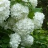 European Snowball Viburnum Bush - 3 Gallon Pot 2 European Snowball Viburnum Bush - 3 Gallon Pot -Plant Lover House Shop Viburnum European Snowball 6
