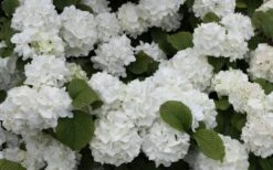 Popcorn Snowball Viburnum Bush - 3 Gallon Pot -Plant Lover House Shop Viburnum Popcorn 1 1