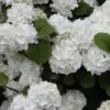 Popcorn Snowball Viburnum Bush - 3 Gallon Pot -Plant Lover House Shop Viburnum Popcorn 1 500x750 2