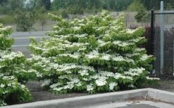 Shasta Doublefile Viburnum - 6 Pack Of 1 Gallon Pots -Plant Lover House Shop Viburnum Shasta 8 1