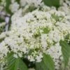Snow Joey Viburnum - 3 Gallon Pot -Plant Lover House Shop Viburnum Snow Joey 1