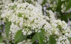 Snow Joey Viburnum - 2 Gallon Pot -Plant Lover House Shop Viburnum Snow Joey 2 1