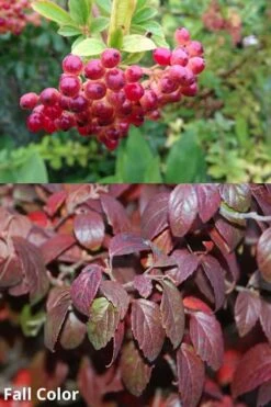 Snow Joey Viburnum - 2 Gallon Pot -Plant Lover House Shop Viburnum Snow Joey 5 1