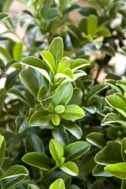 Sugar Cookie Sweet Viburnum - 3 Gallon Pot -Plant Lover House Shop Viburnum Sugar Cookie 2