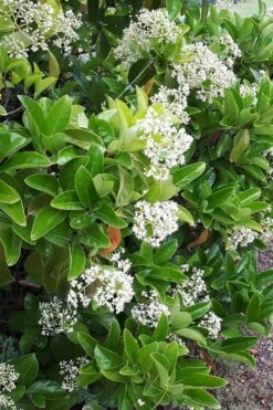 Sugar Cookie Sweet Viburnum - 3 Gallon Pot -Plant Lover House Shop Viburnum Sugar Cookie 3